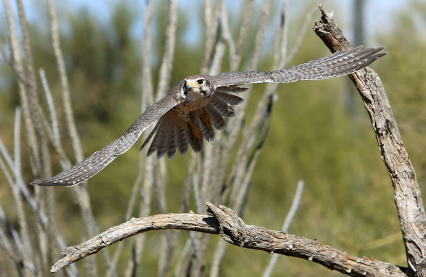 Raptor Free Flight